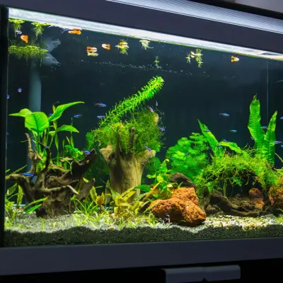 Aquarium 2