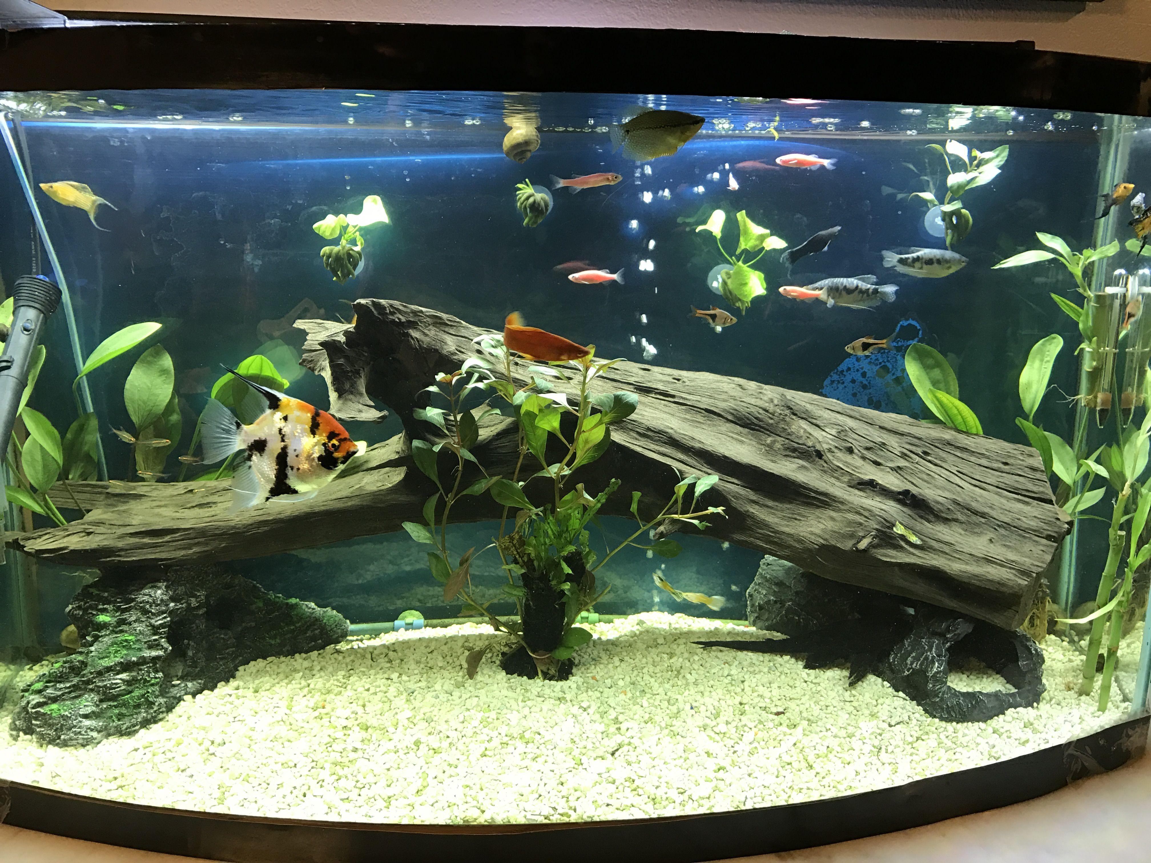 Top 10 Mistakes New Aquarium Hobbyists Make
