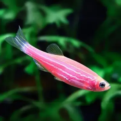 Zebra Pink